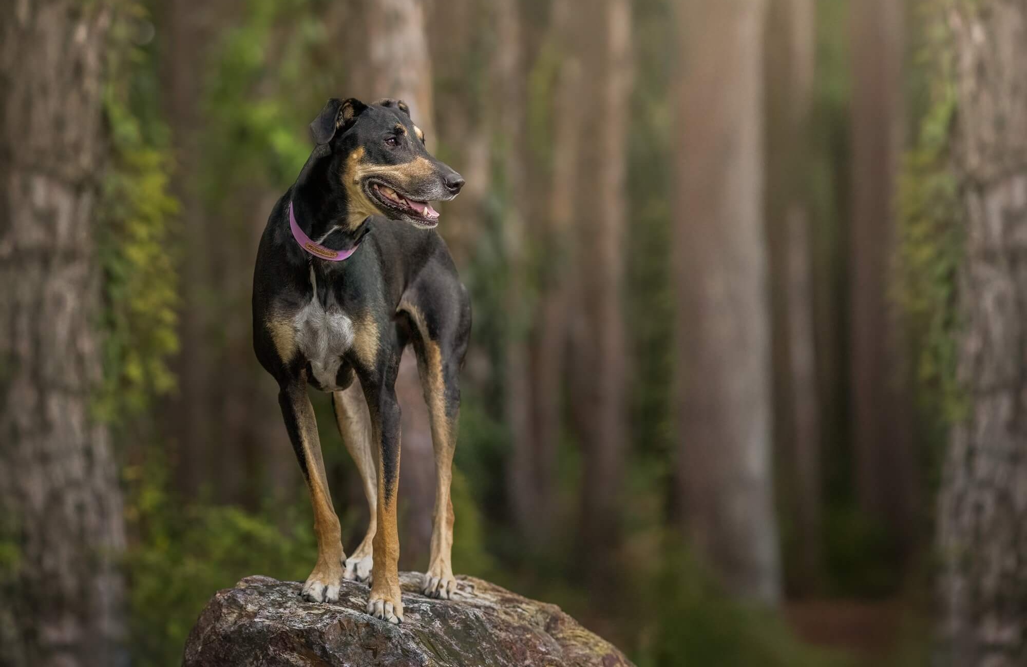Dog 04